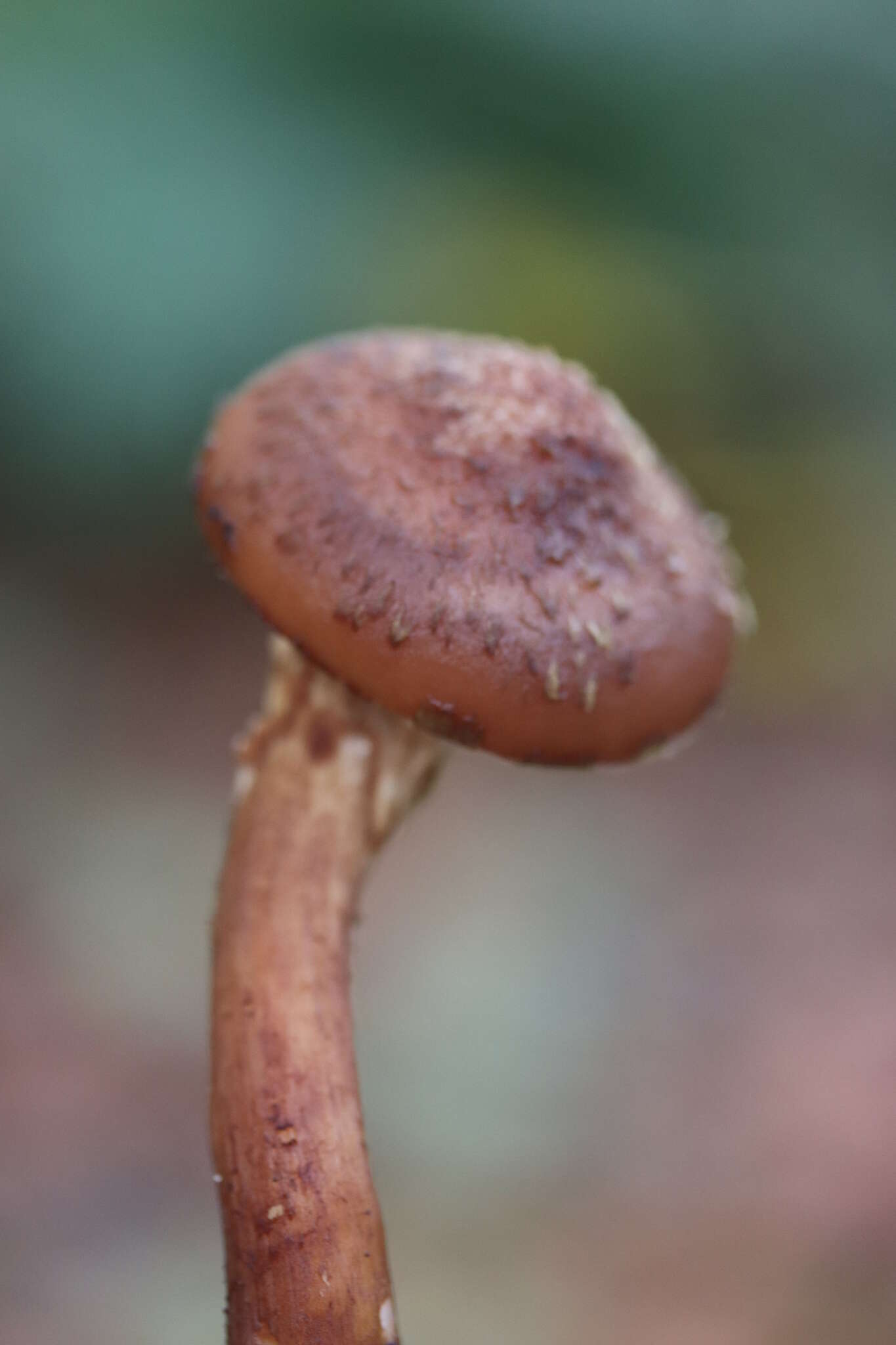 Image of Armillaria ostoyae (Romagn.) Herink 1973