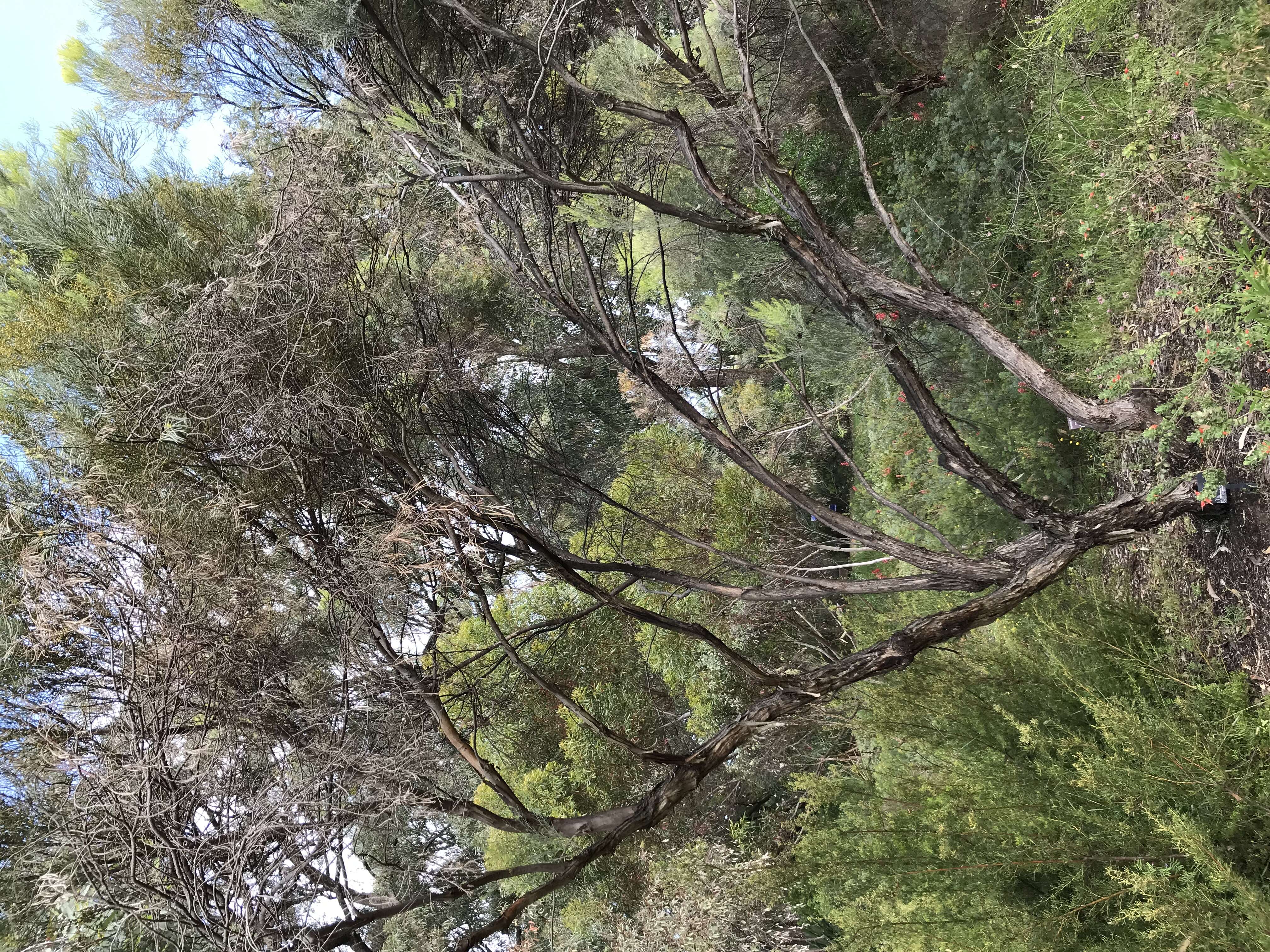 Image of Eucalyptus formanii C. A. Gardner