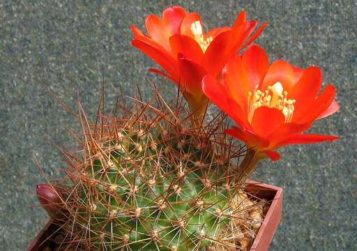 Image of Rebutia pulvinosa F. Ritter & Buining