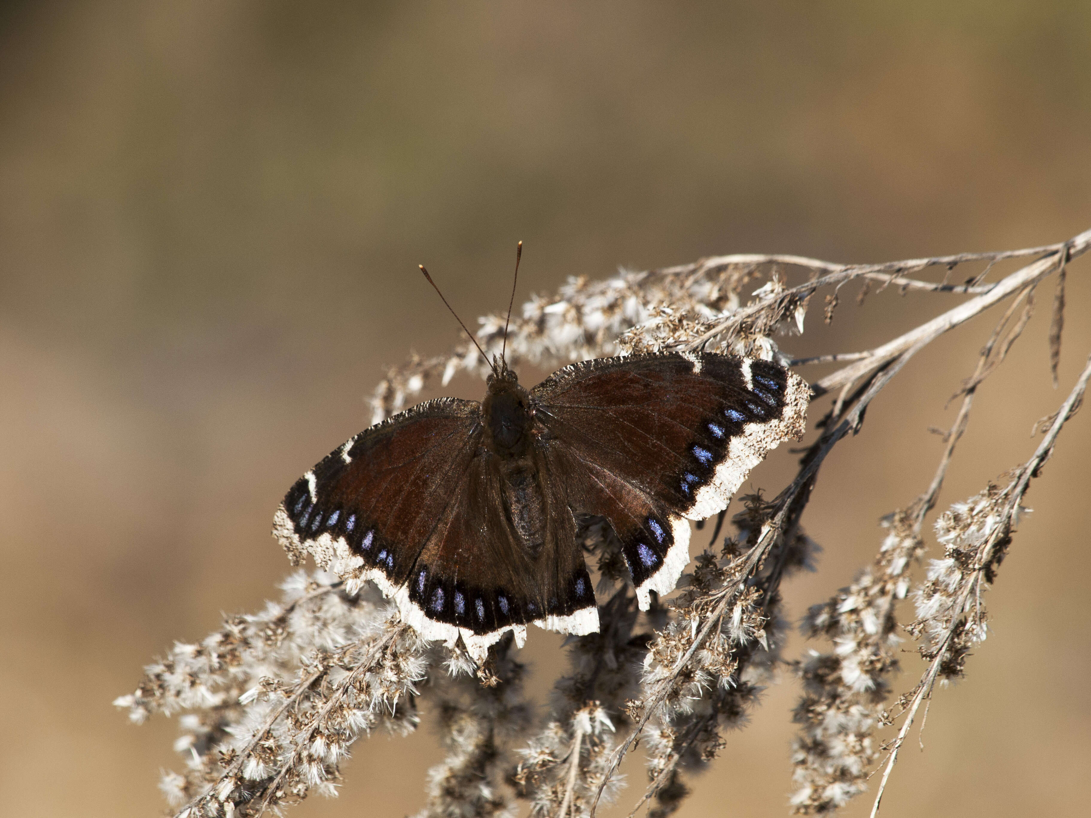 Image of Nymphalis