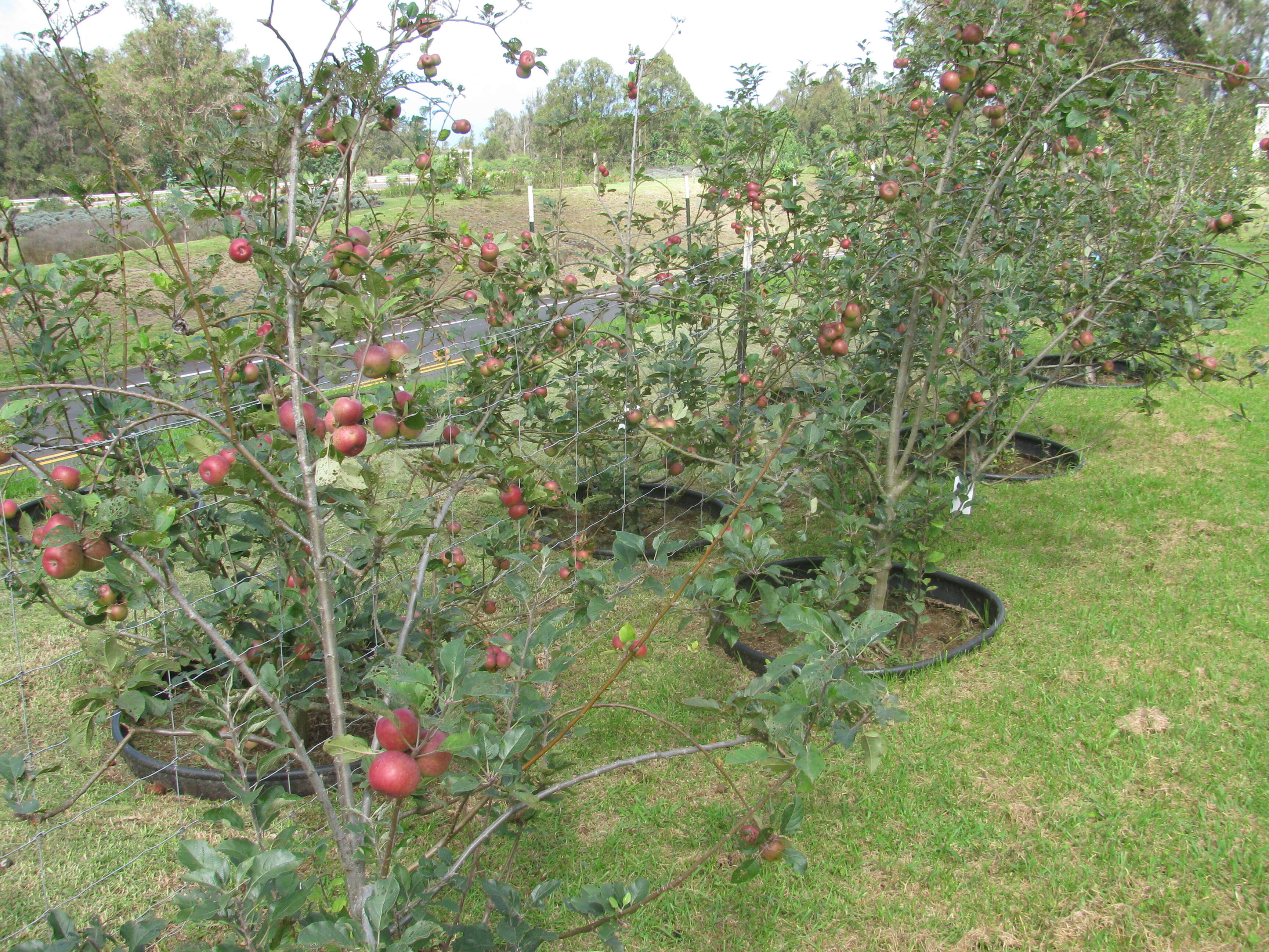 Image of paradise apple