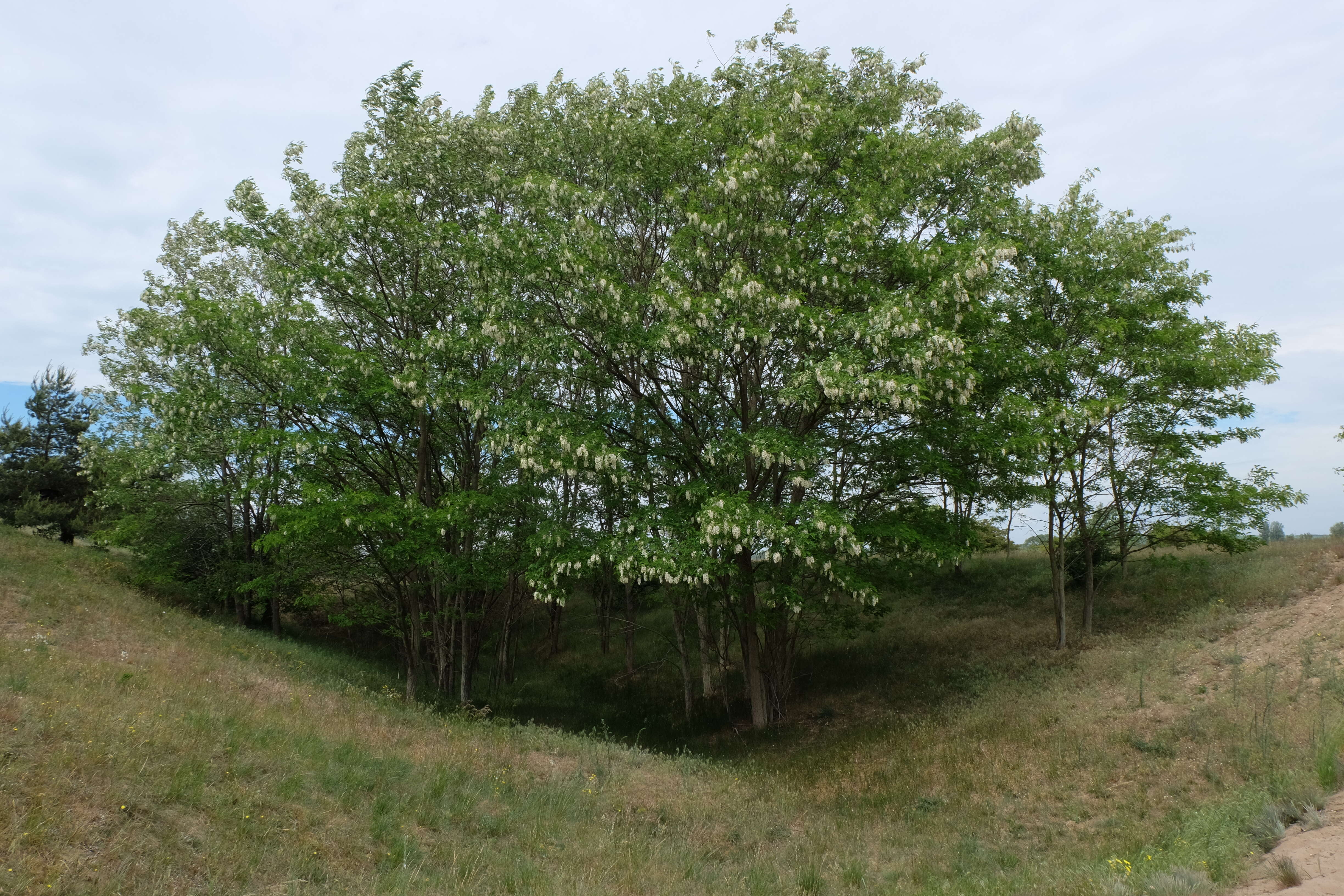 Image of black locust