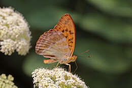 Imagem de Argynnis paphia Linnaeus 1758