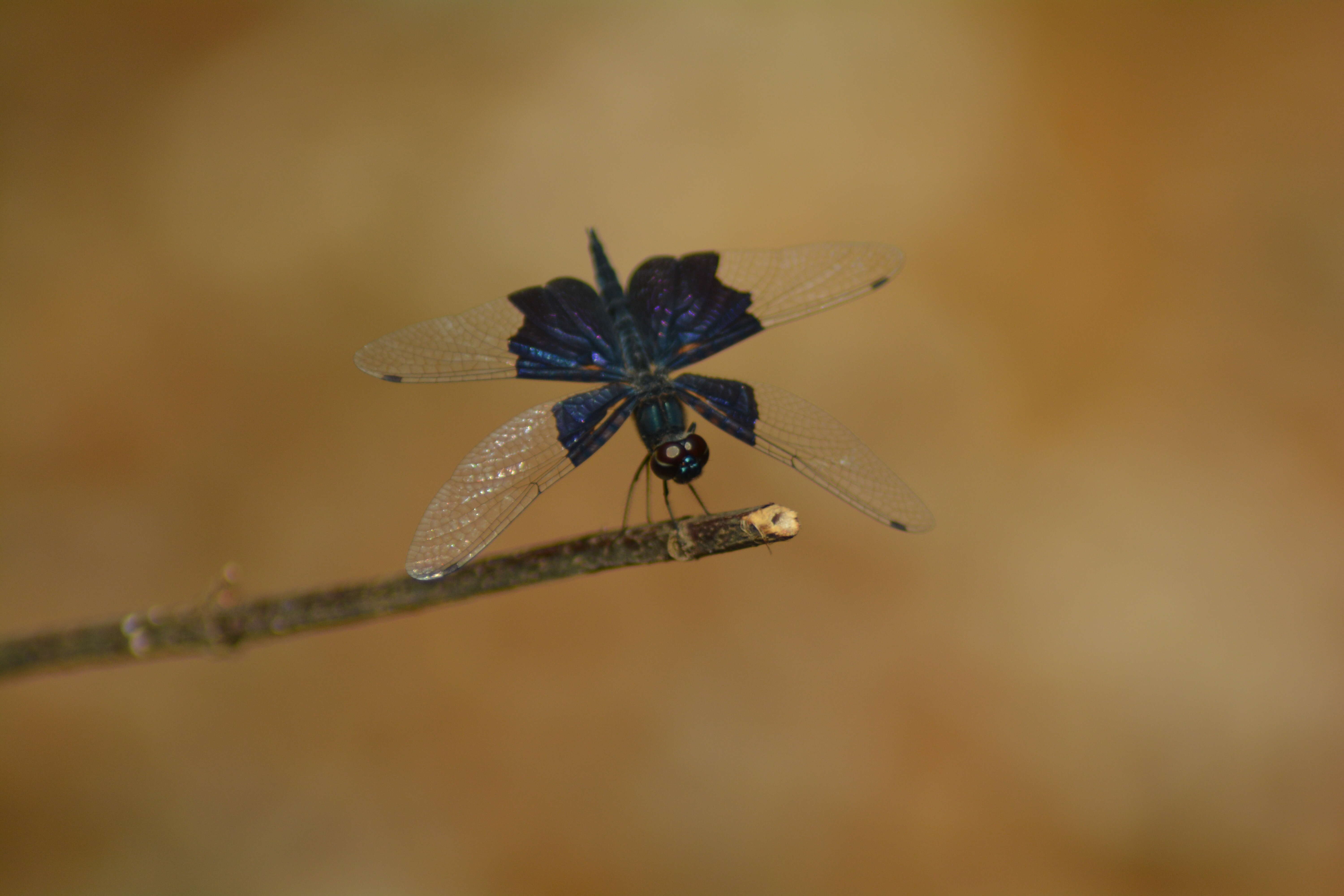 Слика од Rhyothemis triangularis Kirby 1889