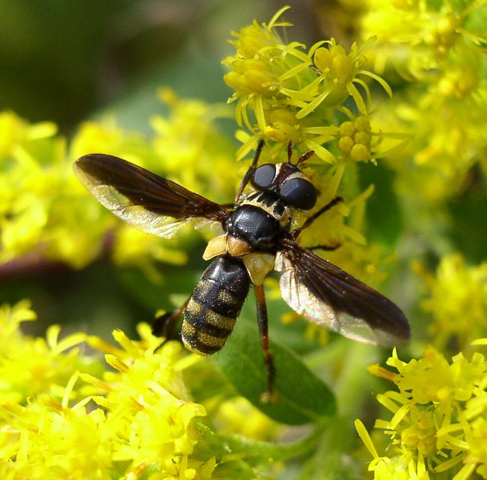 صورة Trichopoda plumipes (Fabricius 1805)