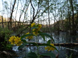 Image of Yellow Loosestrife