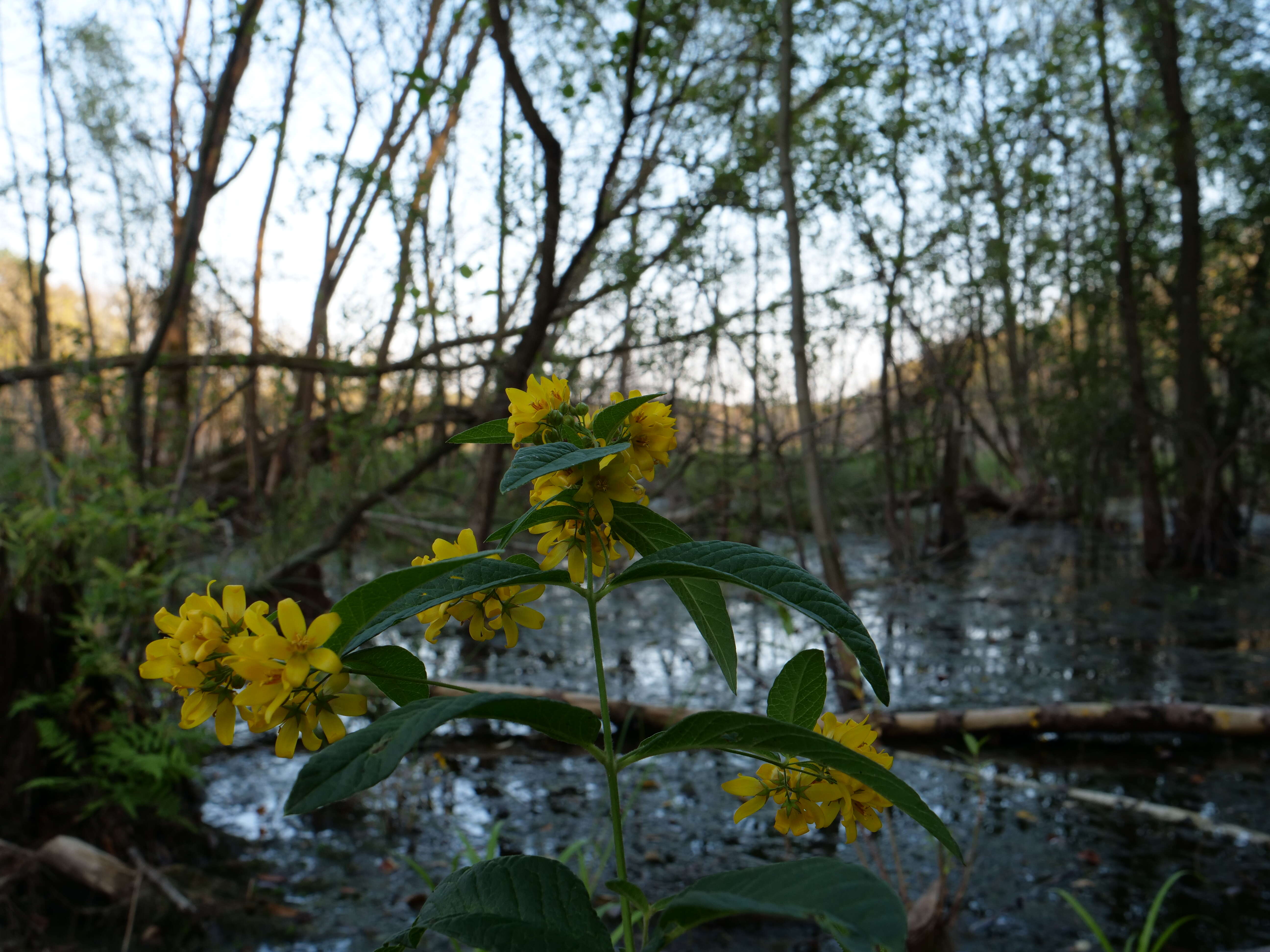 Image of Yellow Loosestrife