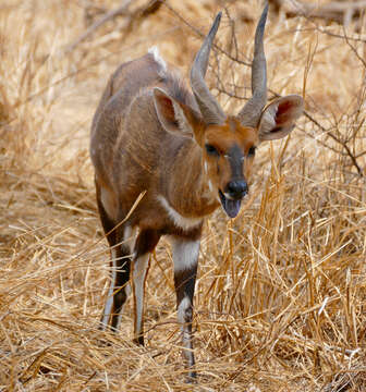 Tragelaphus sylvaticus的圖片