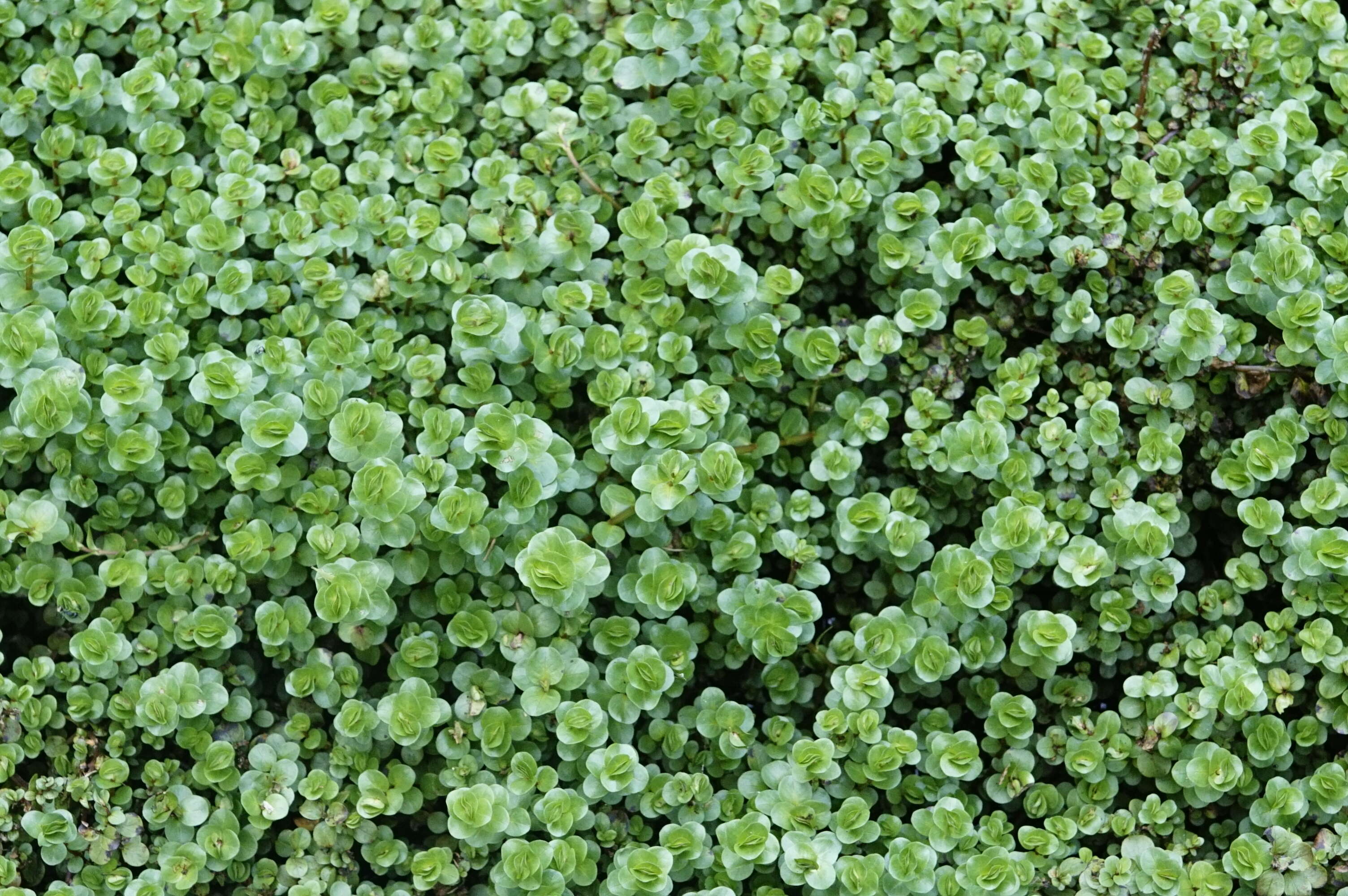 Image of rotala