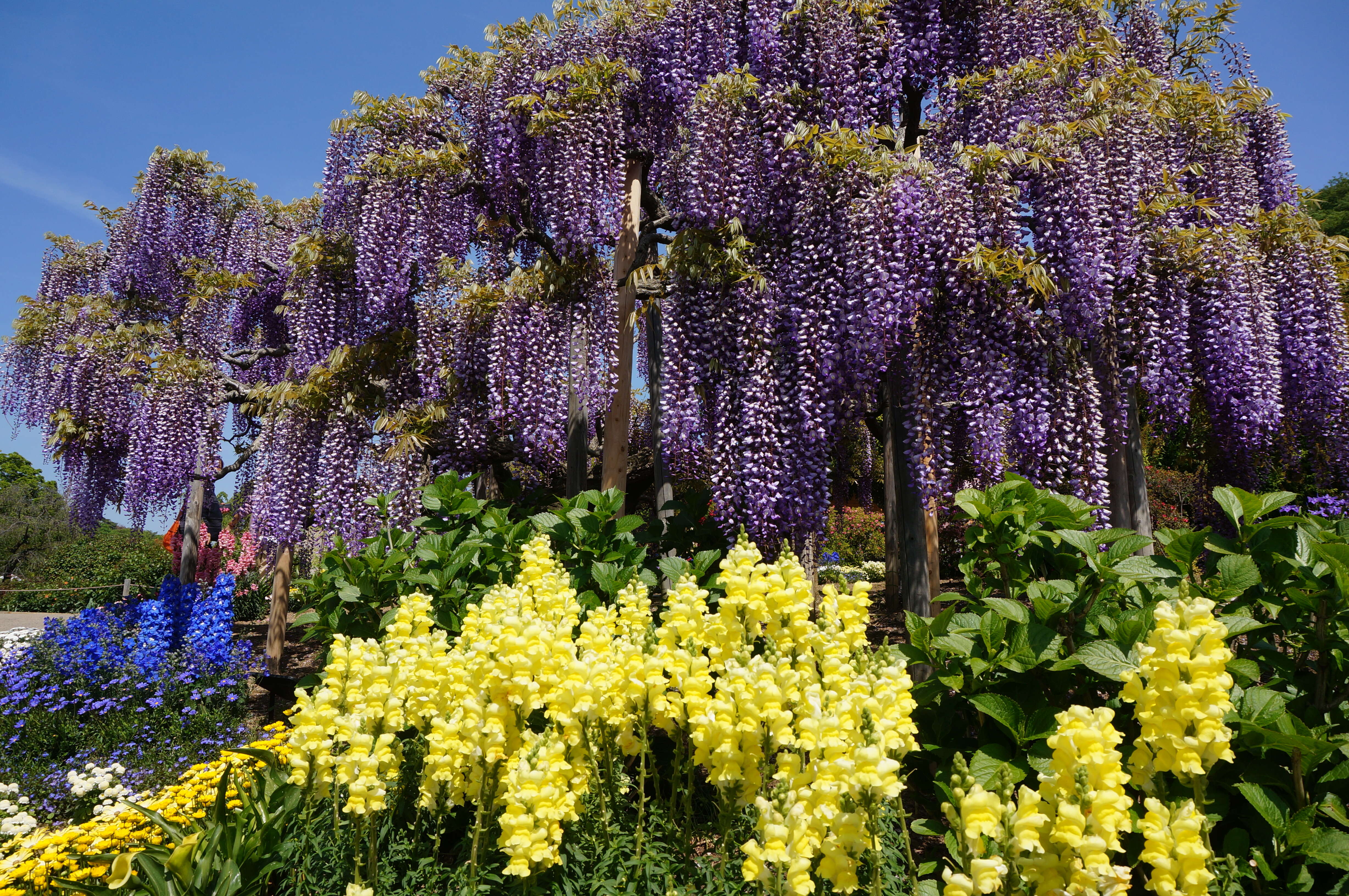 Plancia ëd Wisteria floribunda (Willd.) DC.