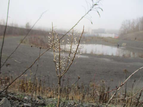 Image of Virginia pepperweed