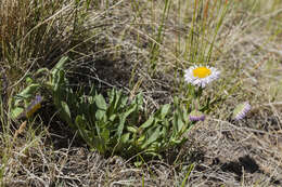 Слика од Erigeron formosissimus Greene