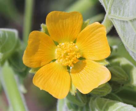 Plancia ëd Abutilon theophrasti Medik.