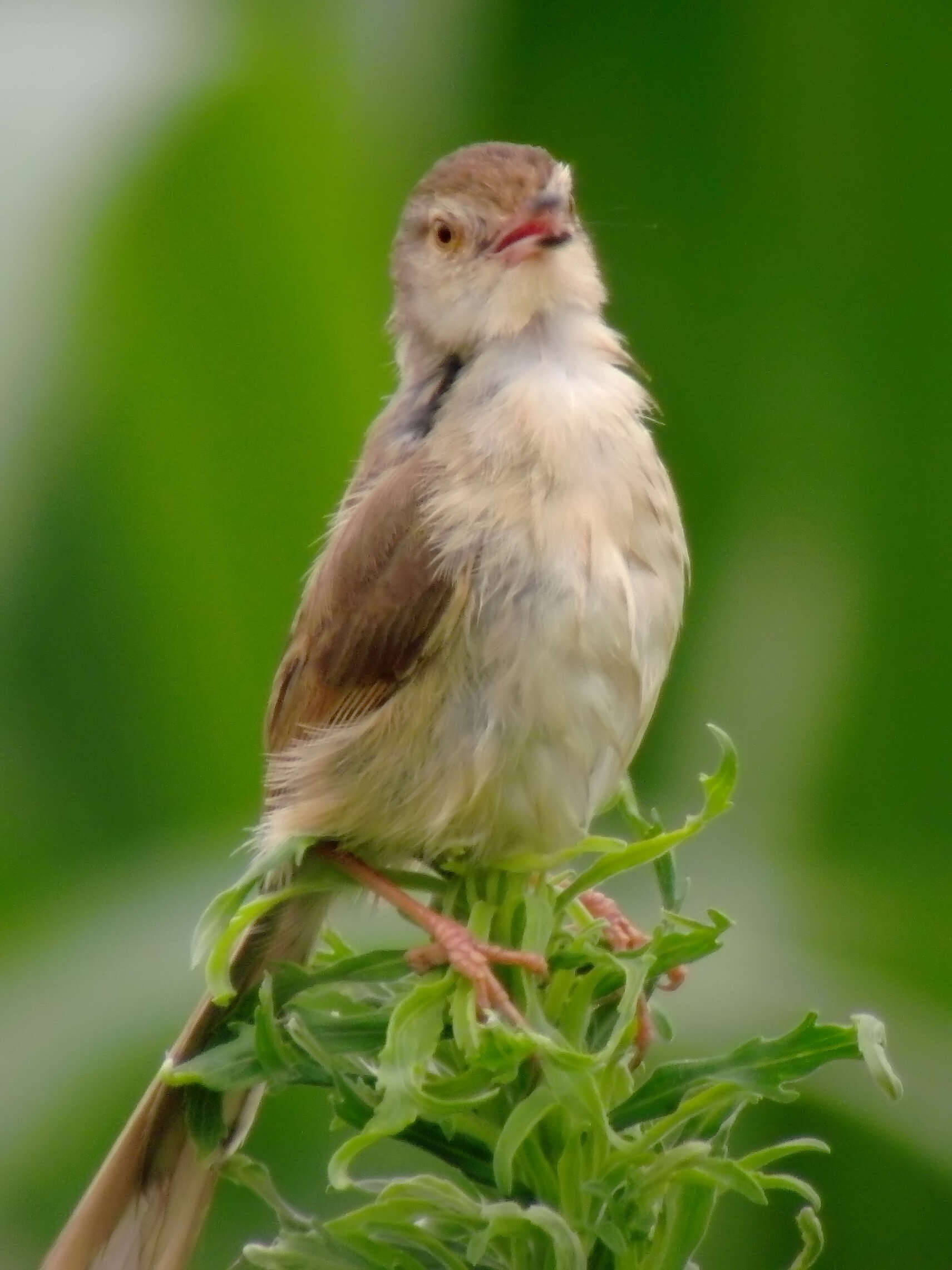 Imagem de Prinia flaviventris (Delessert 1840)