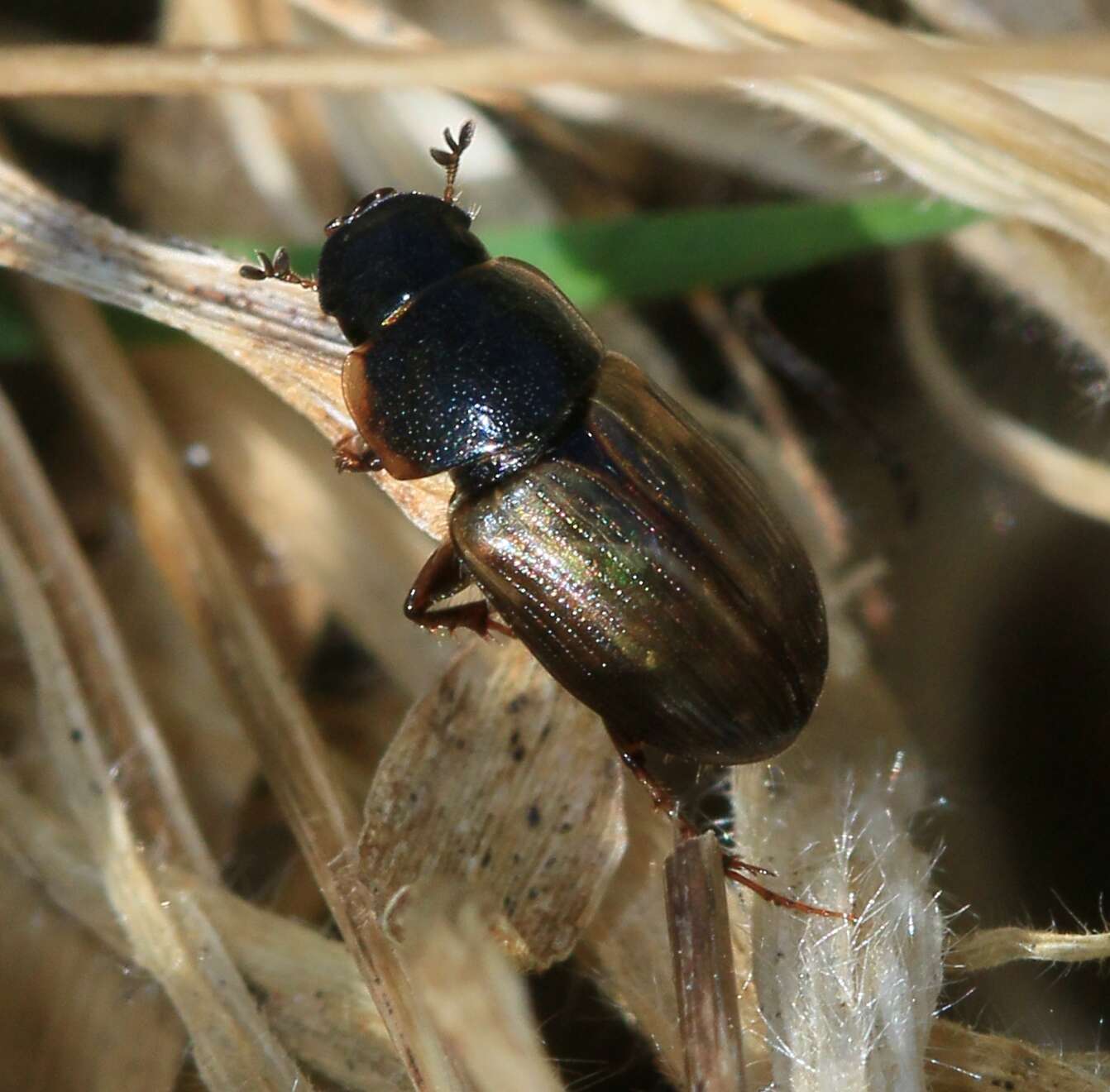 Image of Aphodius prodromus