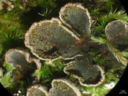 Слика од Peltigera lepidophora