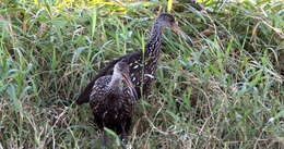 Image of limpkins