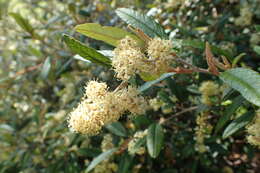 Image of Pomaderris rugosa Cheesem.