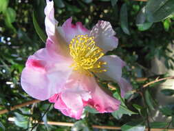 Image of Camellia sasanqua