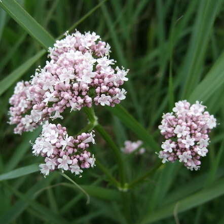 Image of marsh valerian