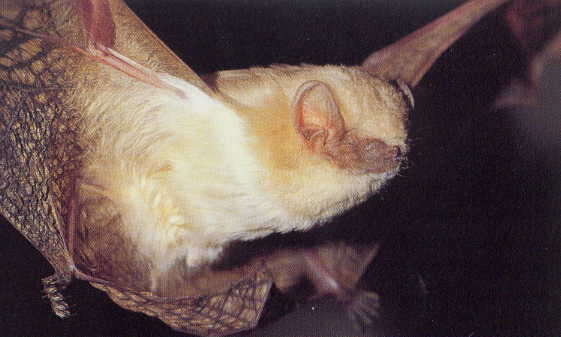 Image of Butterfly Bat