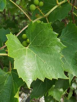 Image of grape