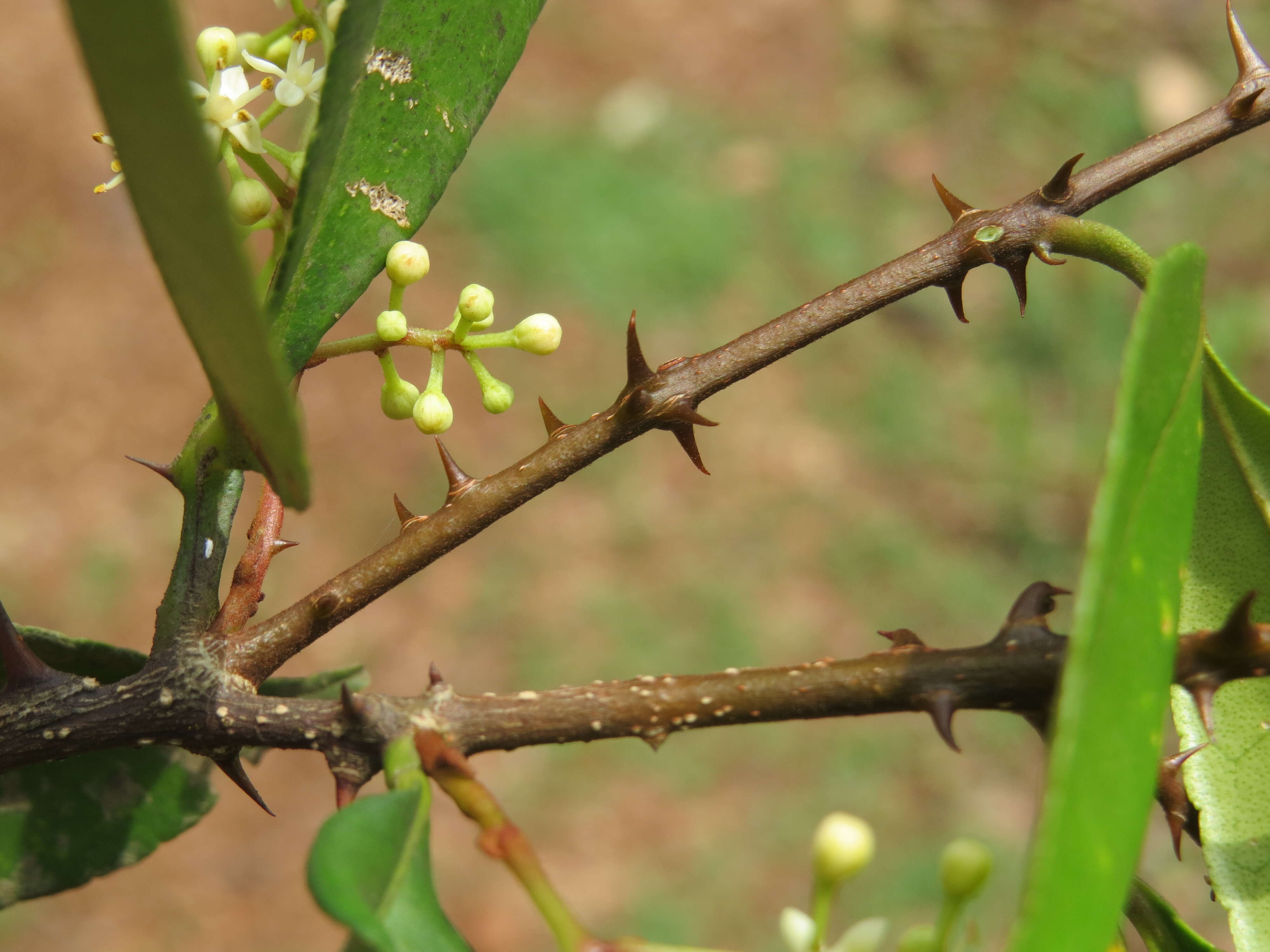 Image of Zanthoxylum ovalifolium Wight