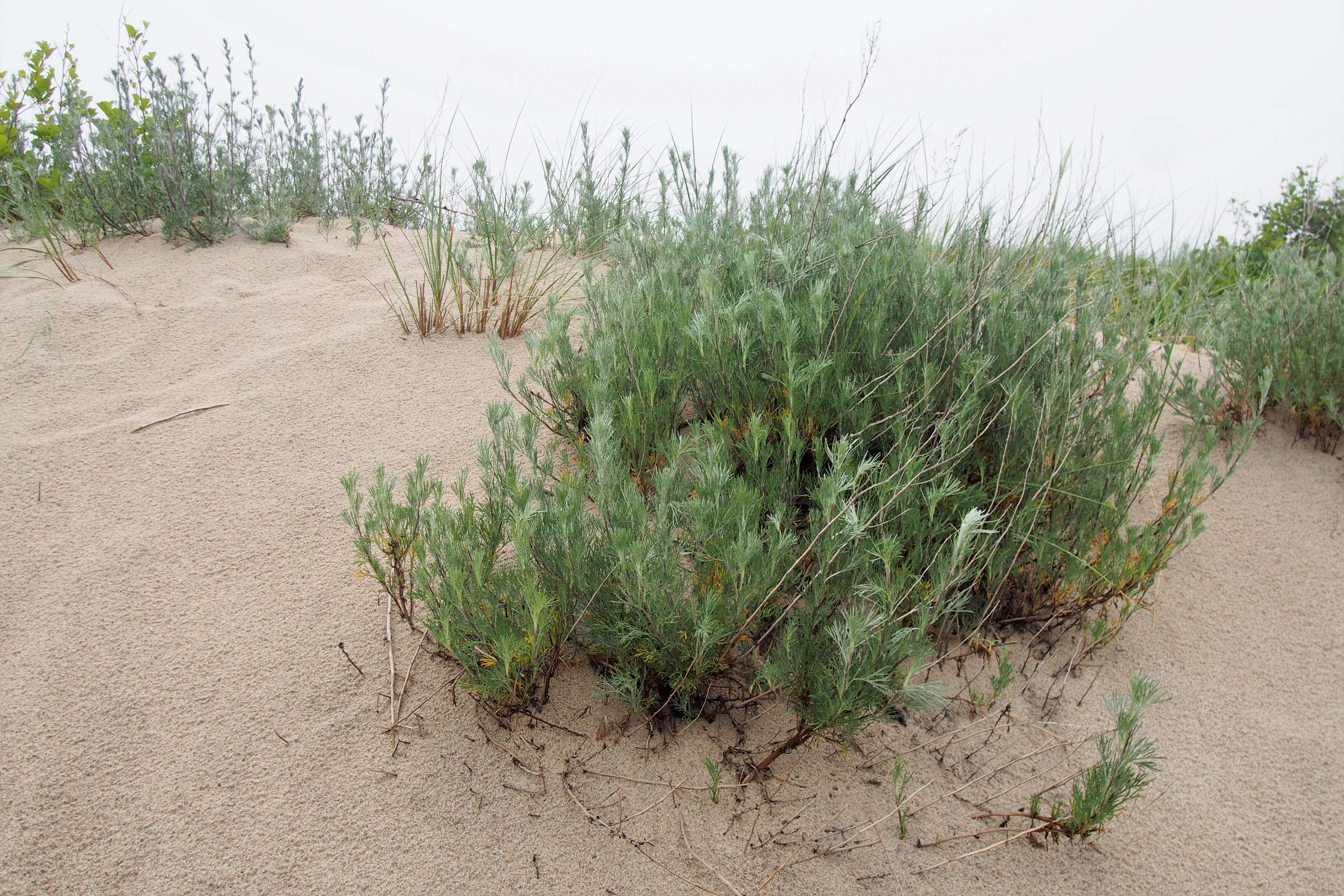 Image of field sagewort