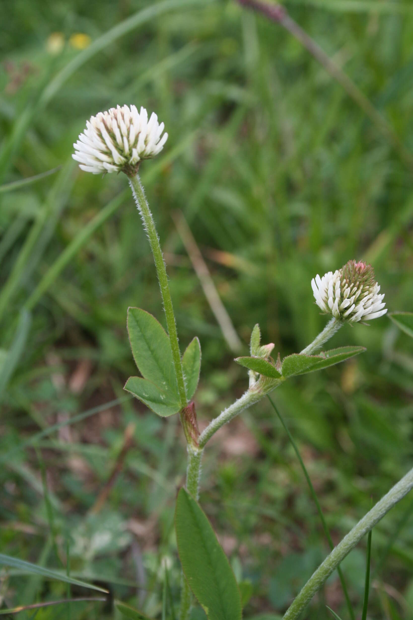 Imagem de Trifolium montanum L.