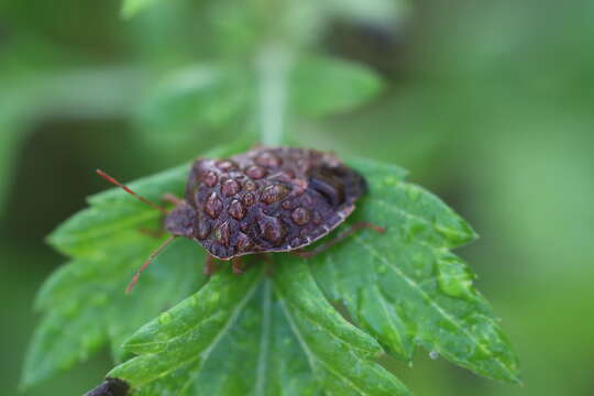 Image of Green shield bug