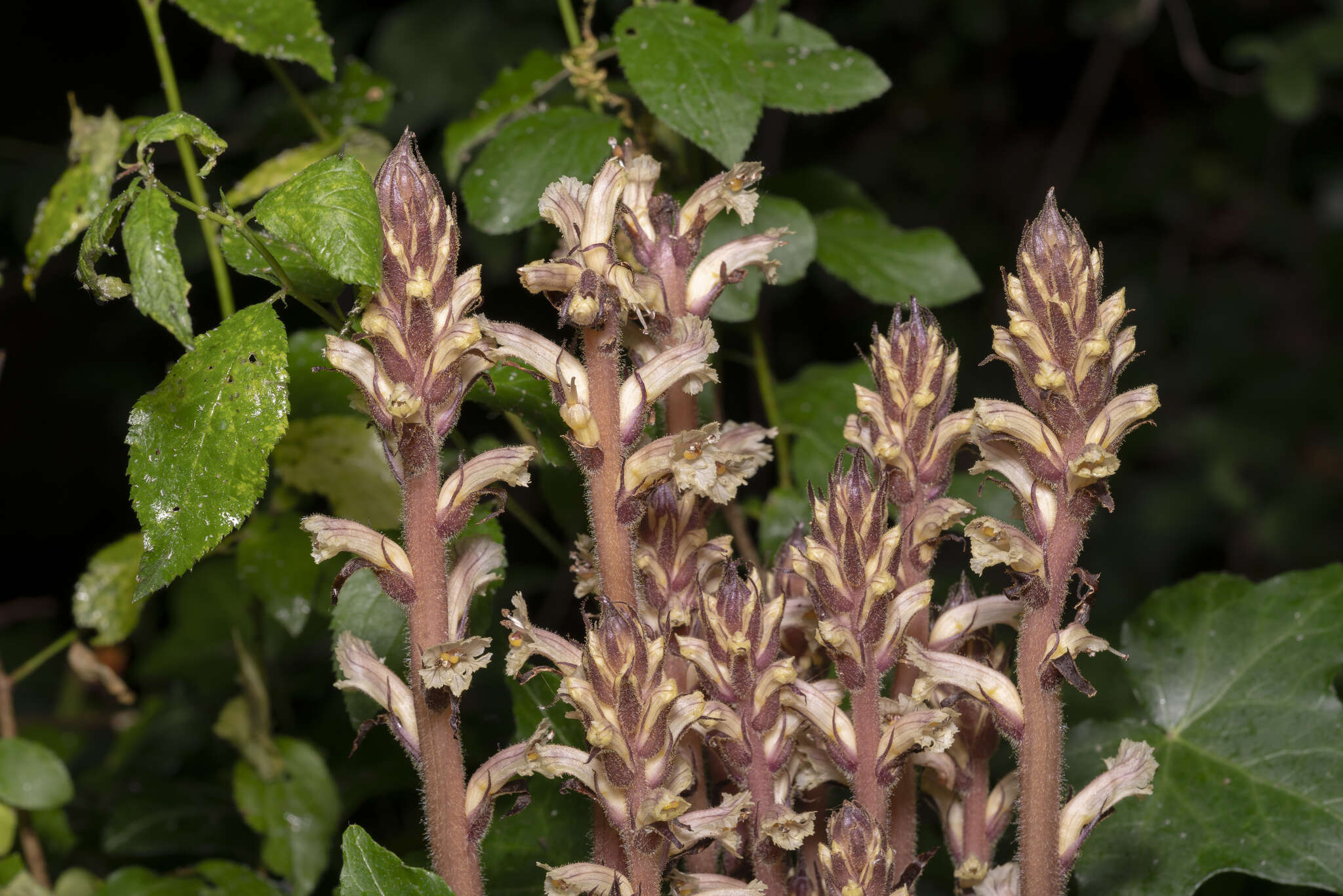 Image of ivy broomrape