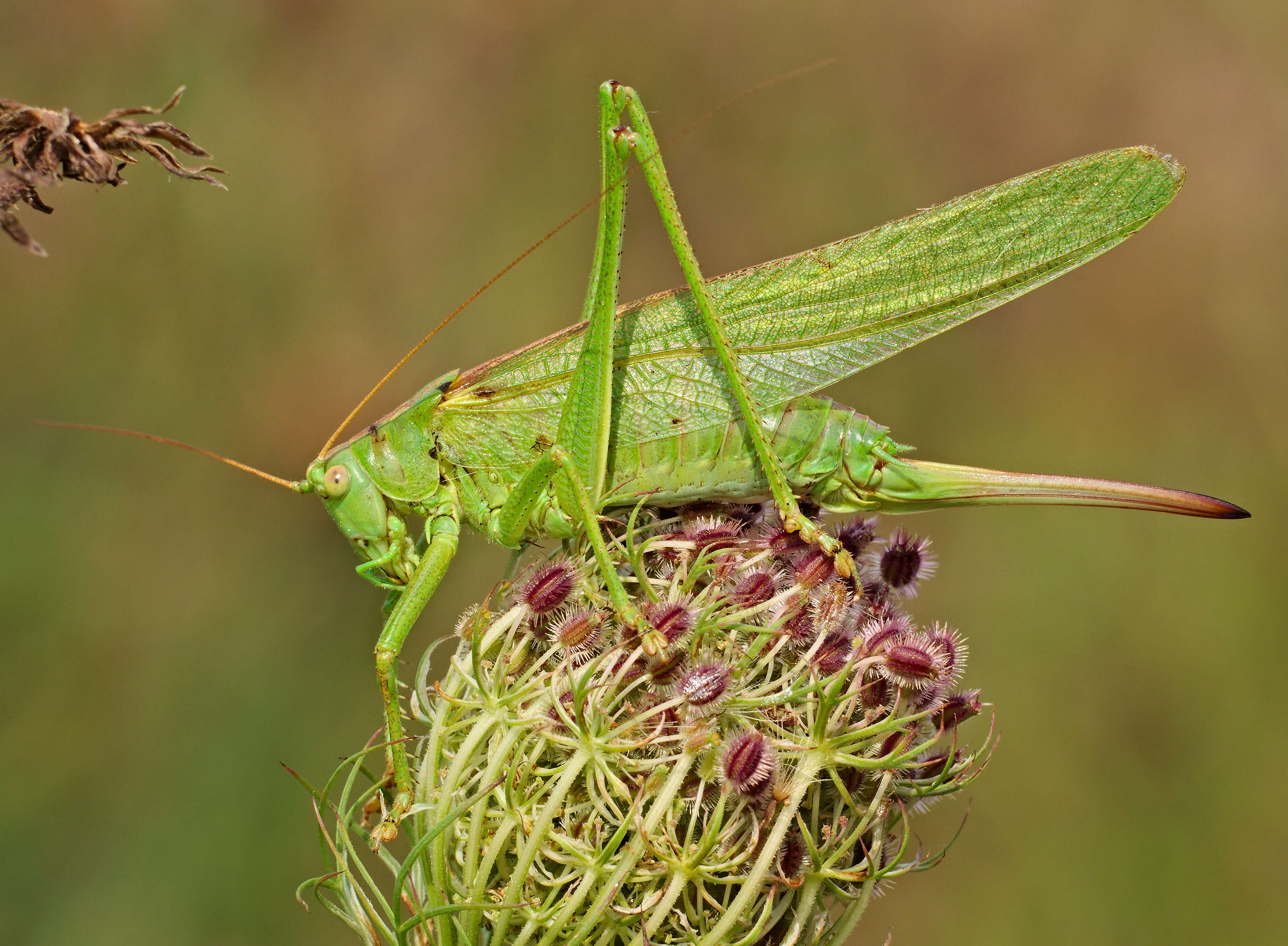 Image of Great green bushcricket