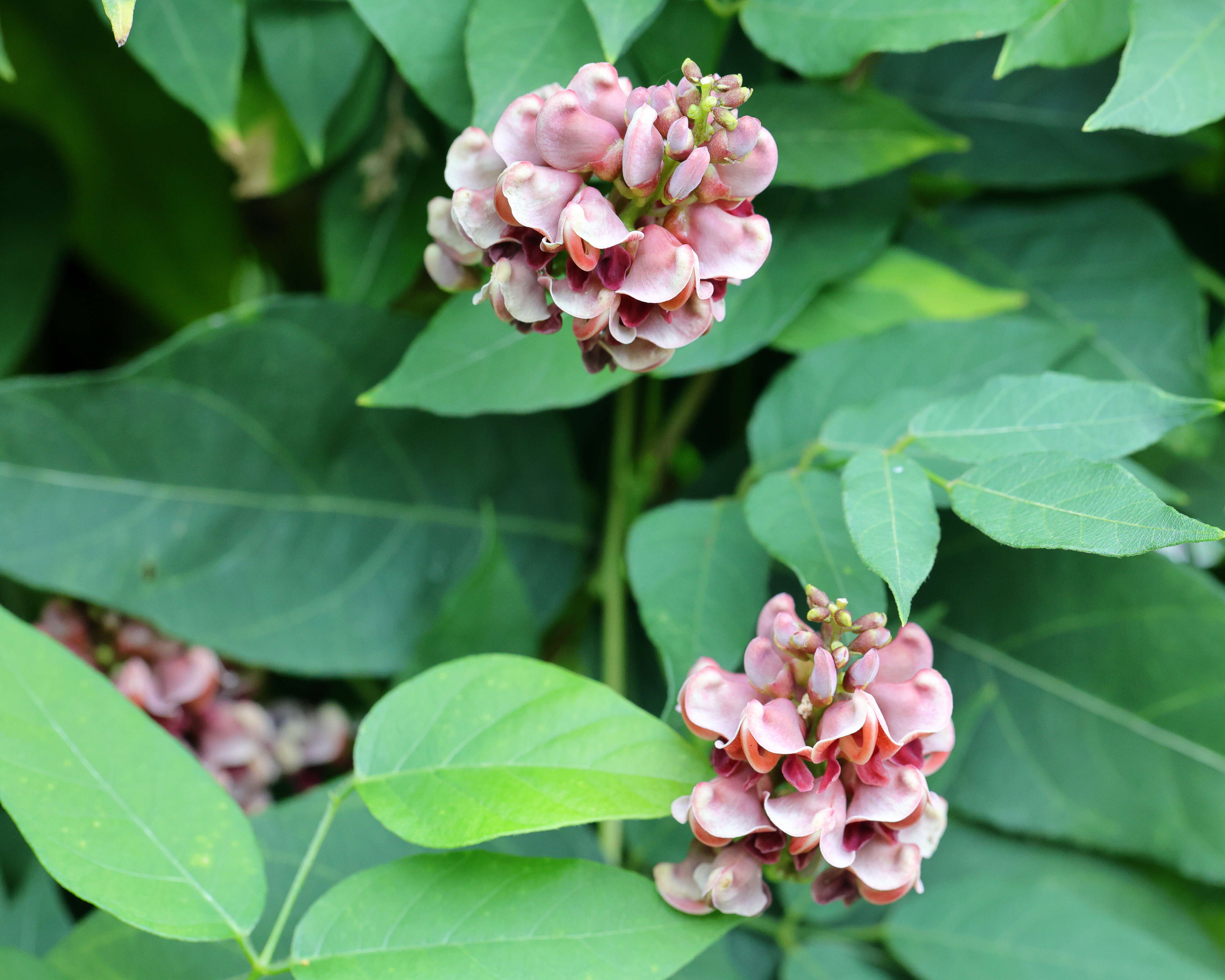 Image of groundnut