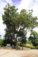 Image of Chinese cork oak