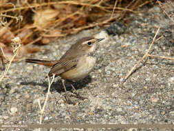 Image of Bluethroat