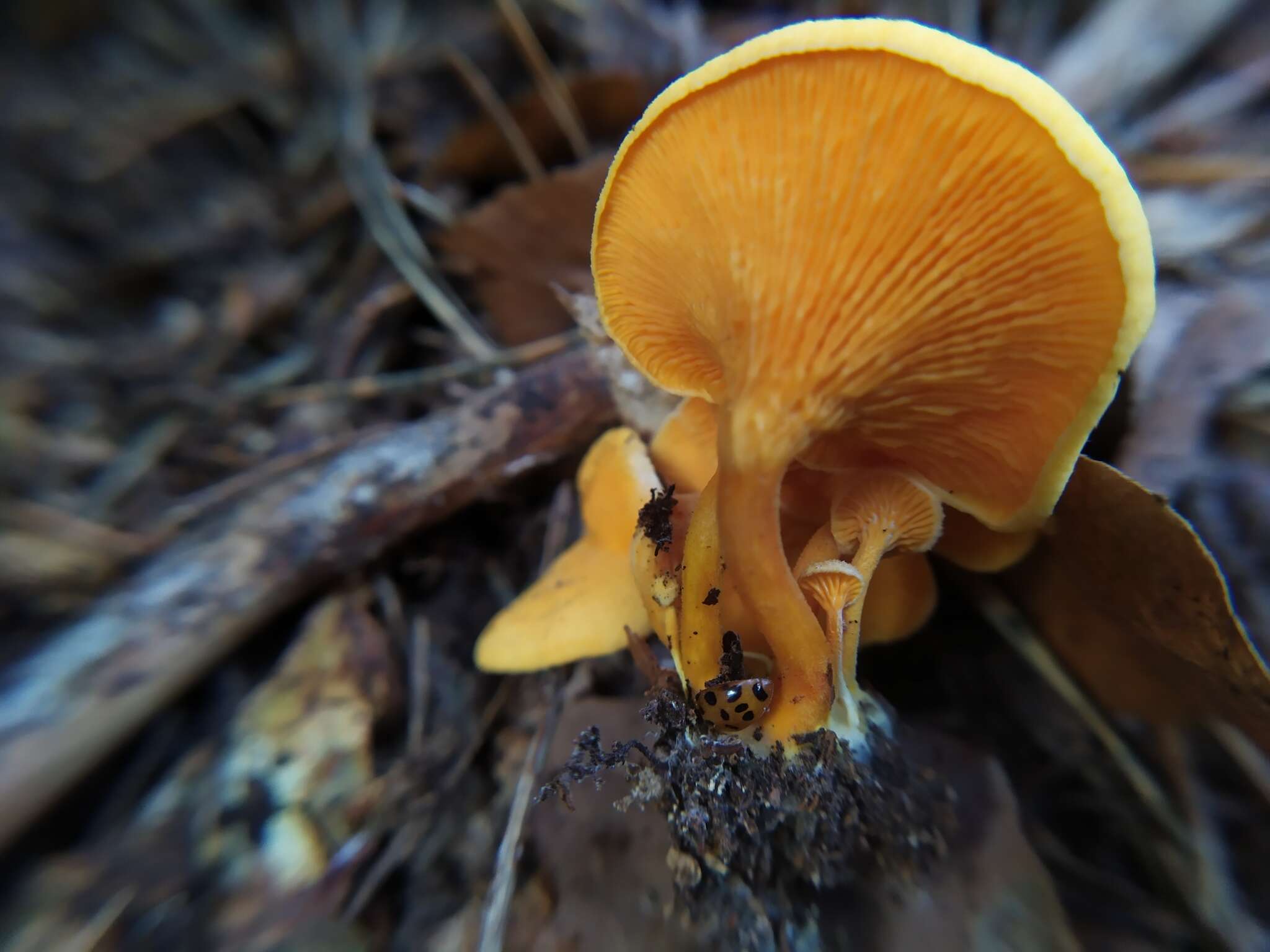 Imagem de Hygrophoropsis aurantiaca (Wulfen) Maire 1921