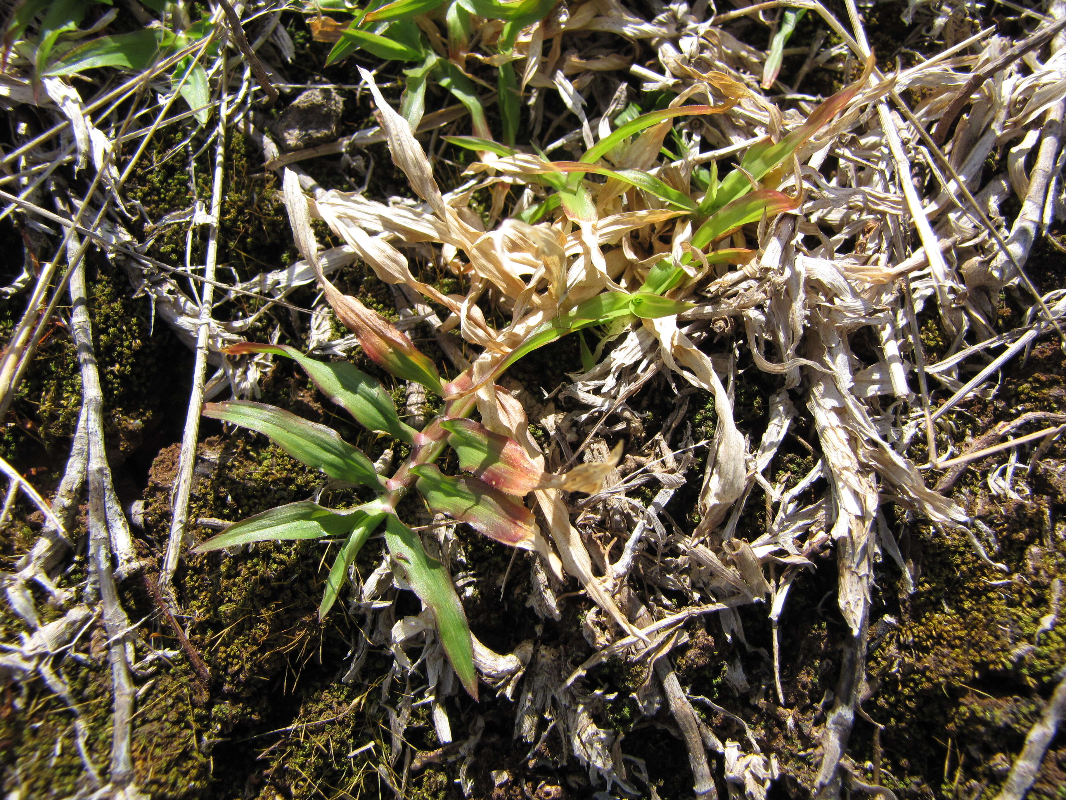 Image of golden false beardgrass