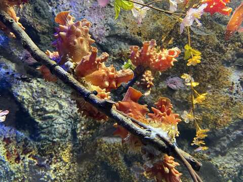 Image of Korean common sea squirt