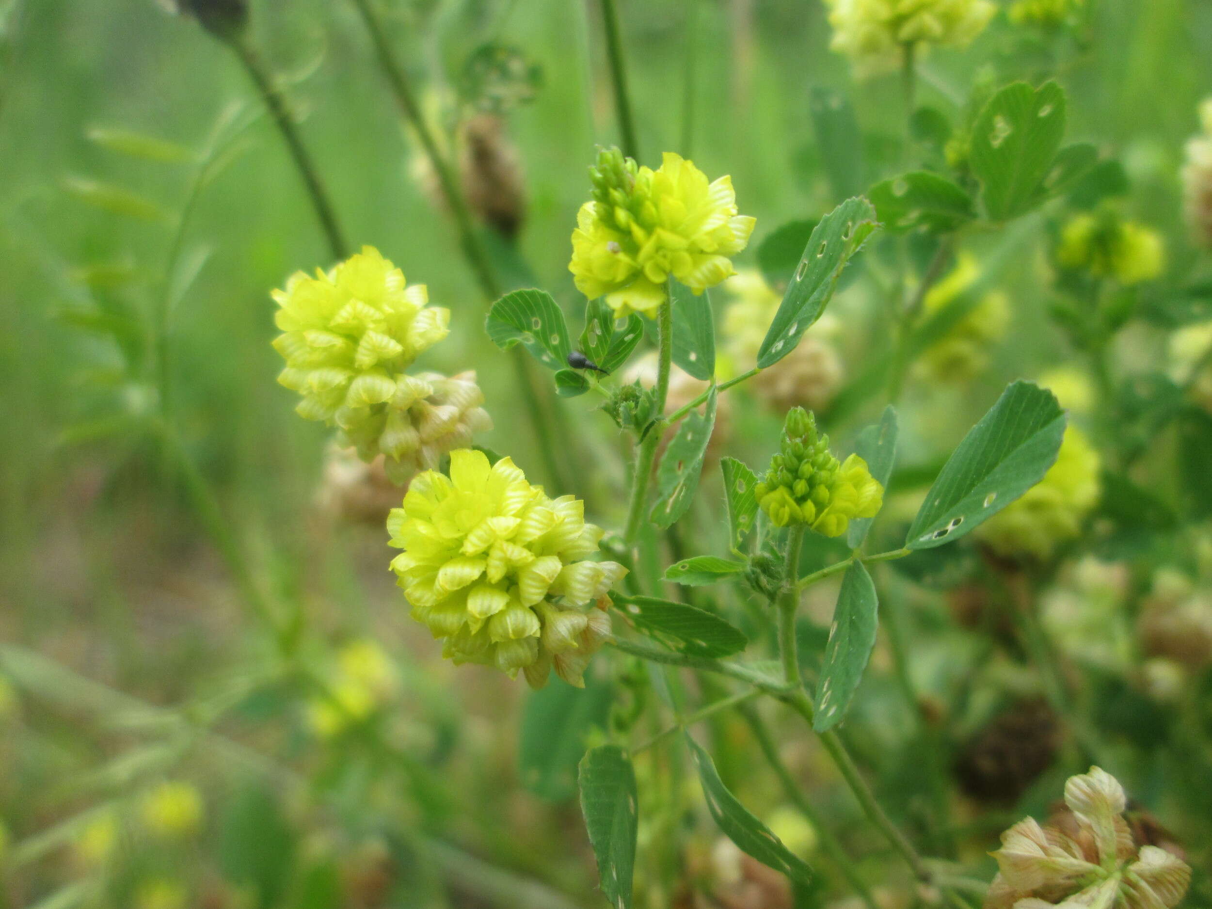 Image of field clover