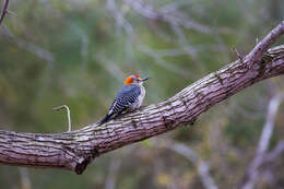 Image of Golden-fronted Woodpecker