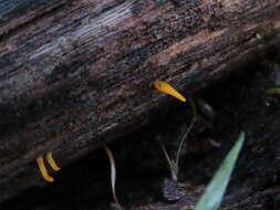 Image of Calocera cornea (Batsch) Fr. 1827