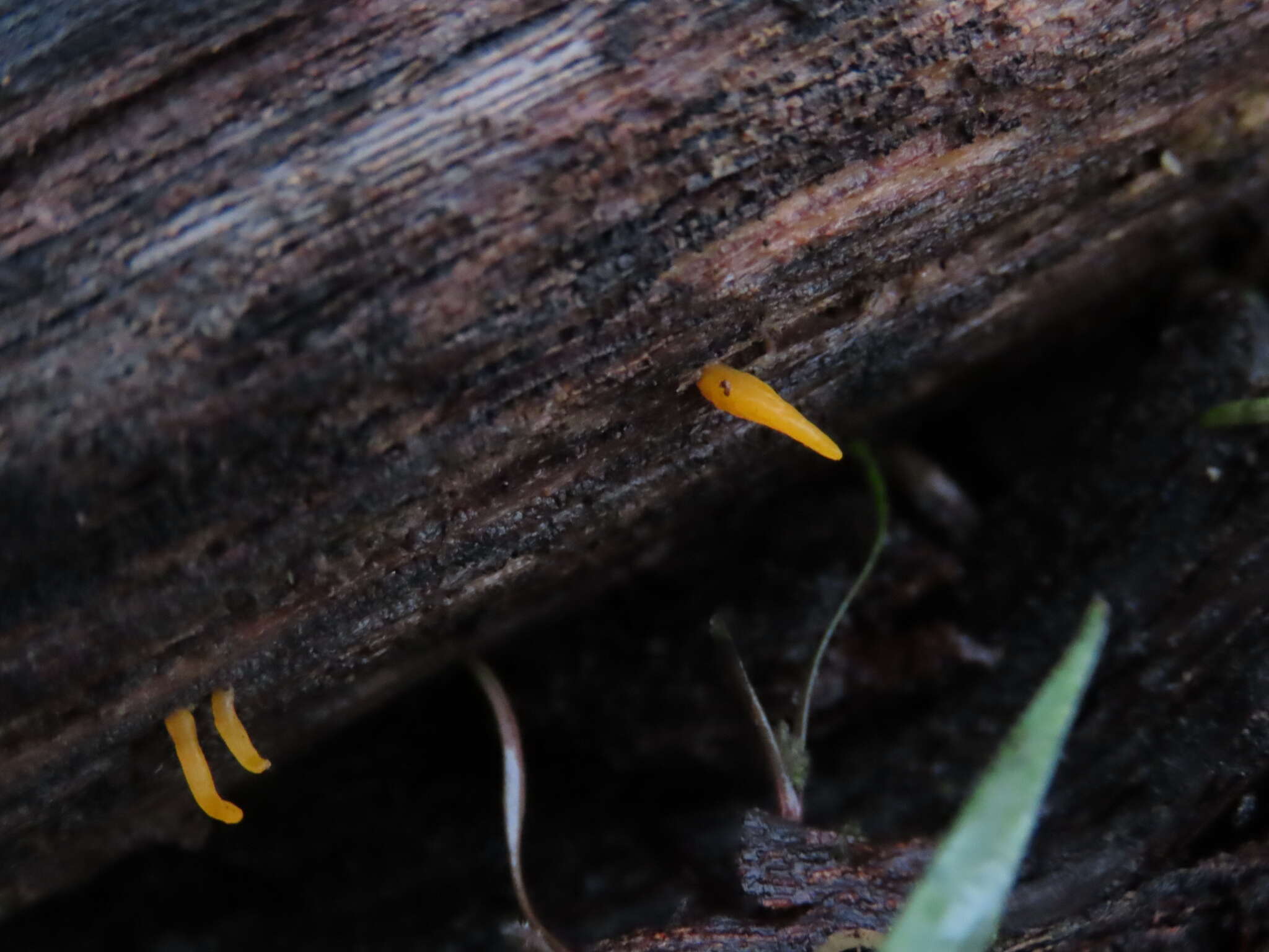 Image of Calocera cornea (Batsch) Fr. 1827