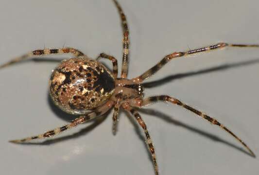 Image of Theridion