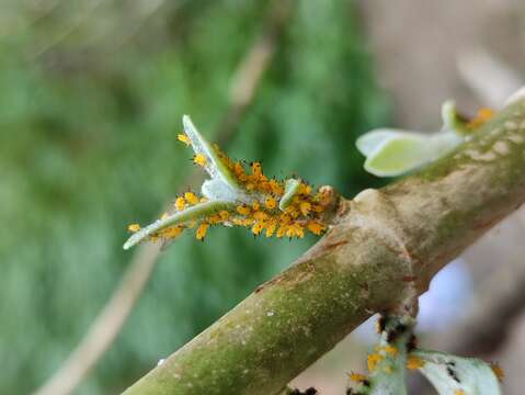 Image of Aphid