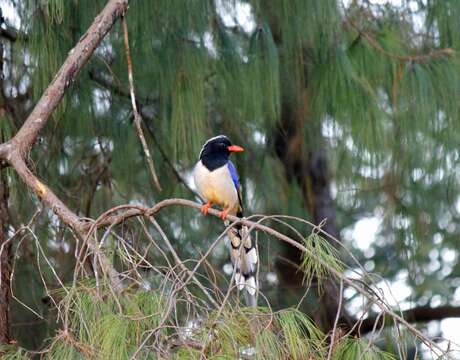 Image of Blue Magpie