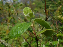 Image of Viburnum cotinifolium D. Don