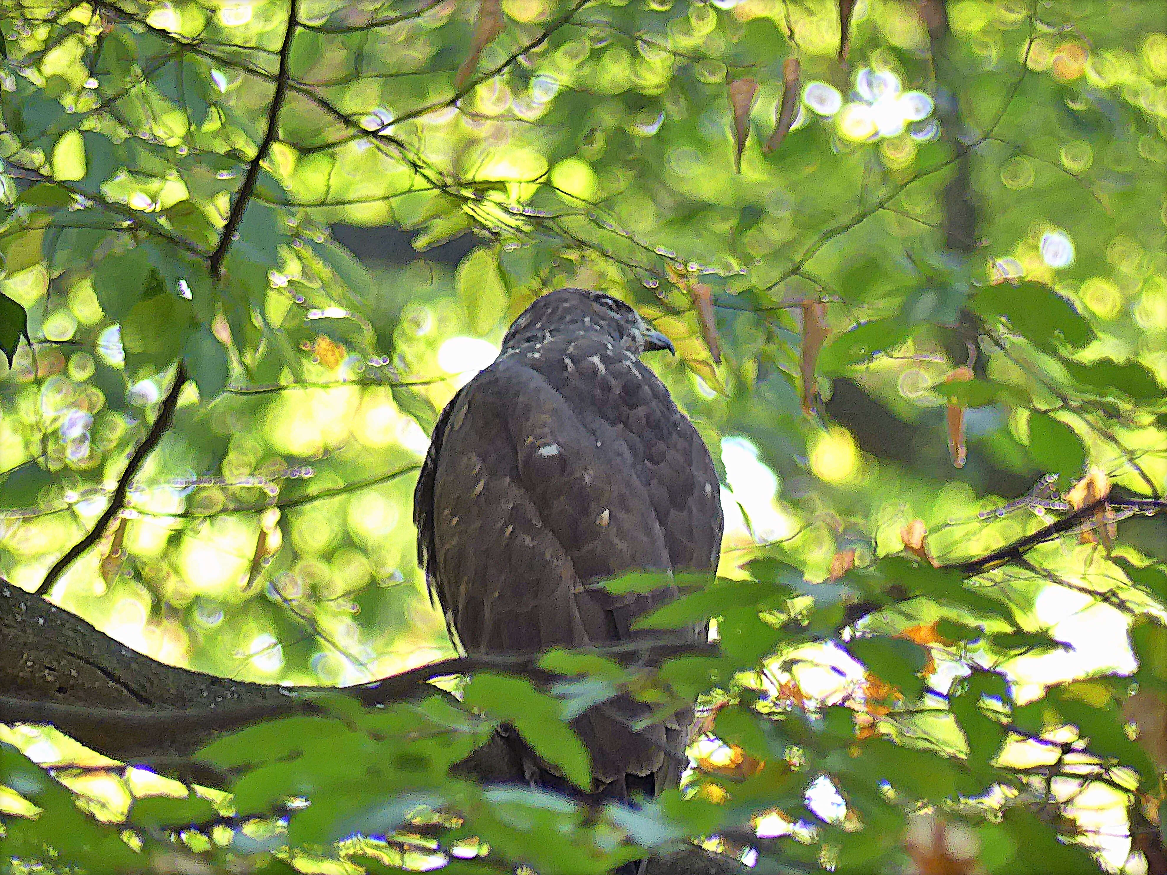 Image of Common Buzzard