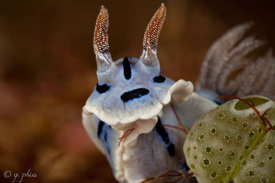 Image of Wallans grey and black slug