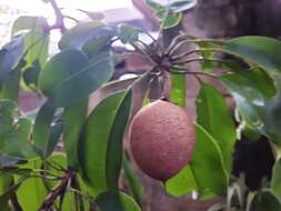 Image of sapodilla