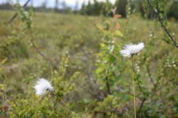 Image of common cottongrass